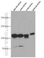 DGCR8 Antibody in Western Blot (WB)