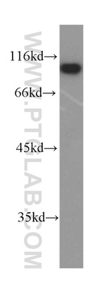 DGCR8 Antibody in Western Blot (WB)