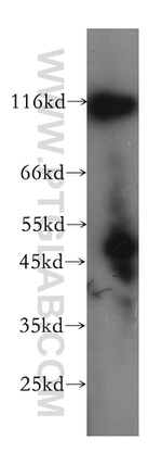 DGCR8 Antibody in Western Blot (WB)