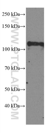 DGCR8 Antibody in Western Blot (WB)