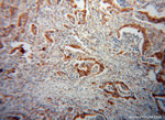 EEF1D Antibody in Immunohistochemistry (Paraffin) (IHC (P))