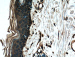 EEF1D Antibody in Immunohistochemistry (Paraffin) (IHC (P))