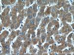 Prohibitin Antibody in Immunohistochemistry (Paraffin) (IHC (P))