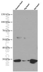 Prohibitin Antibody in Western Blot (WB)