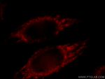 Prohibitin Antibody in Immunocytochemistry (ICC/IF)