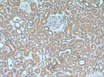 Prohibitin Antibody in Immunohistochemistry (Paraffin) (IHC (P))