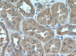 Prohibitin Antibody in Immunohistochemistry (Paraffin) (IHC (P))