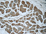 Prohibitin Antibody in Immunohistochemistry (Paraffin) (IHC (P))