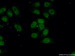 PCNA Antibody in Immunocytochemistry (ICC/IF)