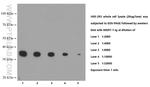 PCNA Antibody in Western Blot (WB)