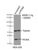 PCNA Antibody in Western Blot (WB)