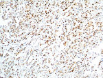 PCNA Antibody in Immunohistochemistry (Paraffin) (IHC (P))