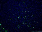 Human IgA Antibody in Immunohistochemistry (PFA fixed) (IHC (PFA))