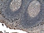 Human IgA Antibody in Immunohistochemistry (Paraffin) (IHC (P))