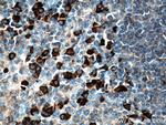 Human IgA Antibody in Immunohistochemistry (Paraffin) (IHC (P))