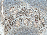 Human IgA Antibody in Immunohistochemistry (Paraffin) (IHC (P))