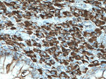 Human IgA Antibody in Immunohistochemistry (Paraffin) (IHC (P))