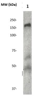 LRP5 Antibody in Western Blot (WB)