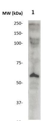 MMP-24/MT5-MMP Antibody in Western Blot (WB)