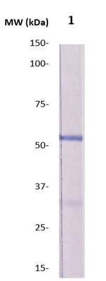 MMP-12 Antibody in Western Blot (WB)