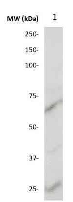 MMP-21 Antibody in Western Blot (WB)