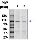 Corin Antibody in Western Blot (WB)