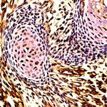 SOX-1 Antibody in Immunohistochemistry (Paraffin) (IHC (P))