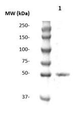 SOX-1 Antibody in Western Blot (WB)