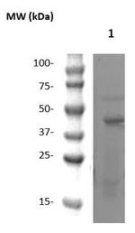 SOX-3 Antibody in Western Blot (WB)