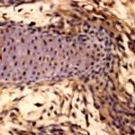 SOX-6 Antibody in Immunohistochemistry (Paraffin) (IHC (P))