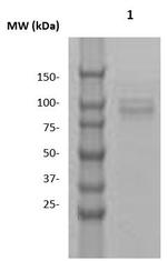 SOX-6 Antibody in Western Blot (WB)