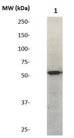 GATA-6 Antibody in Western Blot (WB)