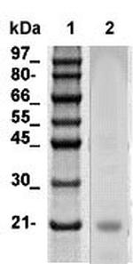 ANP (Atrial Natriuretic peptide)/BNP Antibody in Western Blot (WB)