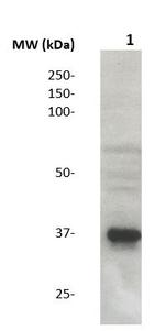 SMN (Survival of motor neuron) Antibody in Western Blot (WB)