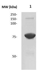 Ovotransferrin Antibody in Western Blot (WB)