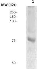 DBF4B Antibody in Western Blot (WB)