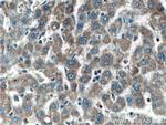 SERPINA10 Antibody in Immunohistochemistry (Paraffin) (IHC (P))