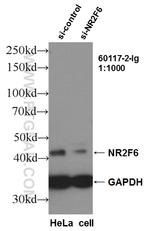 NR2F6 Antibody in Western Blot (WB)