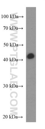 NR2F6 Antibody in Western Blot (WB)