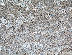 BRD8 Antibody in Immunohistochemistry (Paraffin) (IHC (P))