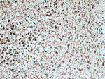 KCNMB4 Antibody in Immunohistochemistry (Paraffin) (IHC (P))