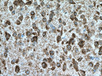 KCNMB4 Antibody in Immunohistochemistry (Paraffin) (IHC (P))