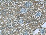 RENALASE Antibody in Immunohistochemistry (Paraffin) (IHC (P))