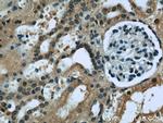 RENALASE Antibody in Immunohistochemistry (Paraffin) (IHC (P))