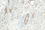 Chromogranin A Antibody in Immunohistochemistry (Paraffin) (IHC (P))