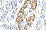 Chromogranin A Antibody in Immunohistochemistry (Paraffin) (IHC (P))