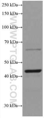 Chromogranin A Antibody in Western Blot (WB)