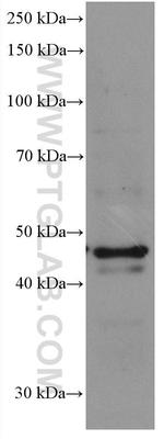 Chromogranin A Antibody in Western Blot (WB)