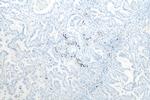 CD206 Antibody in Immunohistochemistry (Paraffin) (IHC (P))