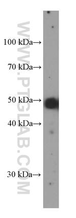 PAX8 Antibody in Western Blot (WB)